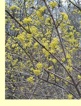 Кизил настоящий, или дерен (Сornus mas L.) Кизил настоящий, или дерен (Сornus mas L.)